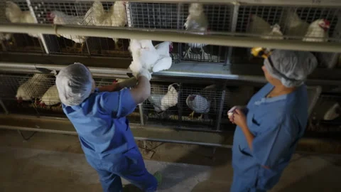 Poultry farming workers looking inside the animal feathers for health check Stock Footage 303568750