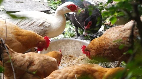 Poultry farms Stock Footage 49359457