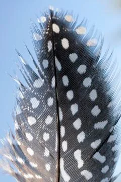 Poultry feather on a solid color background Foto stock