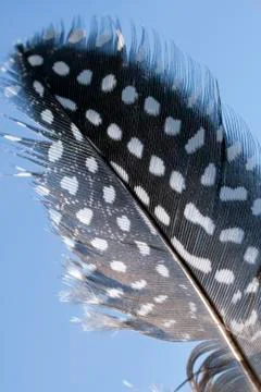 Poultry feather on a solid color background Stockfoto's