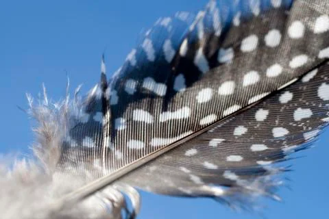 Poultry feather on a solid color background Stockfoto's