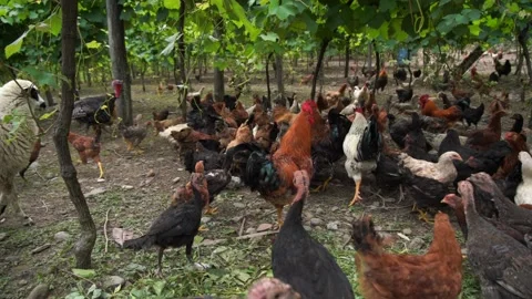 Poultry feeding, breeding different poultry Stock Footage 200929337