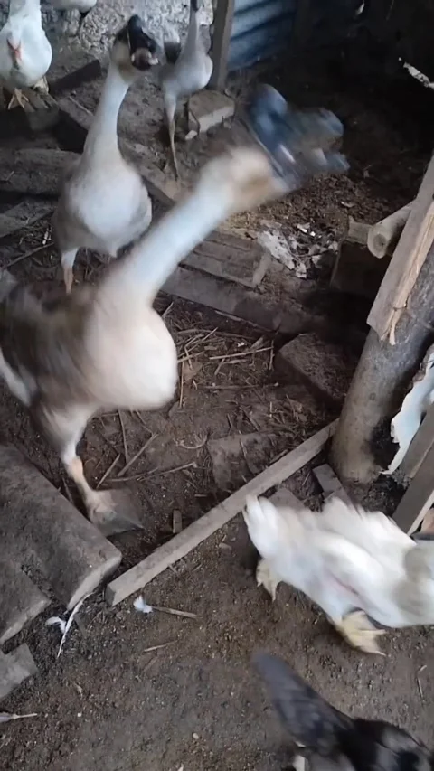 Poultry Flock Emerging from Barn Stock Footage 322759197