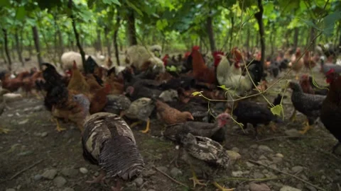 Poultry flock to one place, feeding poultry Stock Footage 200929558