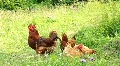 Poultry HD Footage