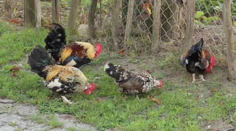 Poultry Stock Footage 24771458
