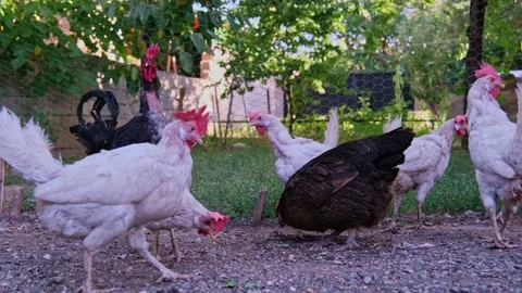 Poultry Stockbeeldmateriaal 338393283