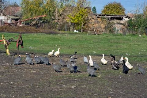 Poultry grazing Stock Photos
