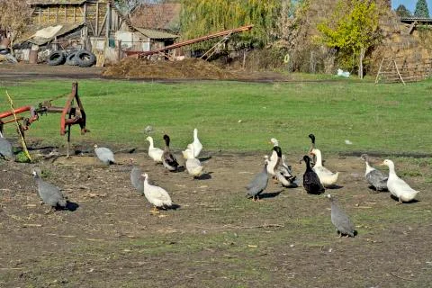 Poultry grazing Stock Photos