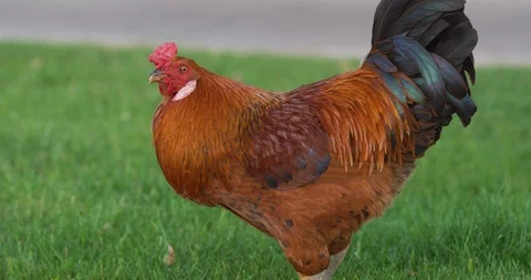 Poultry hen on green grass Stock Footage 101219500