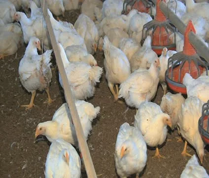 Poultry House Stock Footage 10753909