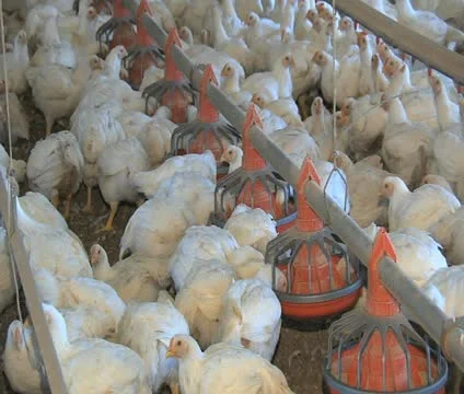 Poultry House Stock Footage 10753929