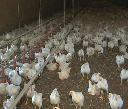 Poultry House Stock Footage 10753956