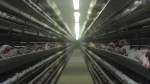 Poultry house at the poultry farm, General plan Video stock 140879341