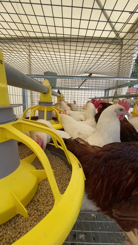 Poultry industry. Layer farms. Vertical footage of chickens on the egg farm. Stock Footage 276370628