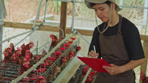 Poultry inspector in hat checking laying hens and recording data on red Stock Footage 347775682
