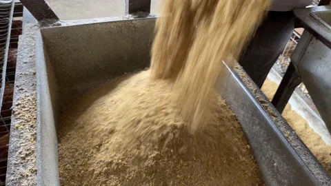 Poultry Keeper is Filling Feed Container for Chickens Stock Footage 203763121