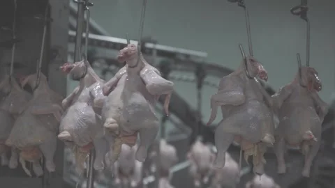 Poultry line03 Stock Footage 157222797