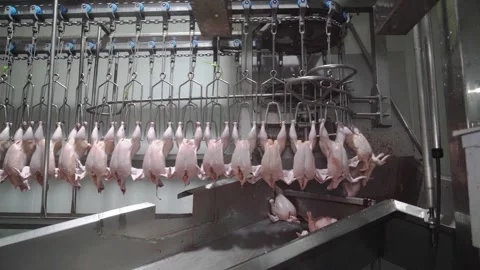 Poultry line06 Stock Footage 157223107