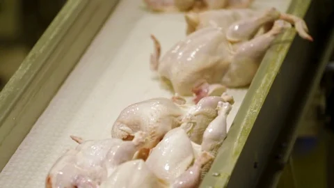 Poultry meat during production process Stock Footage 70572930