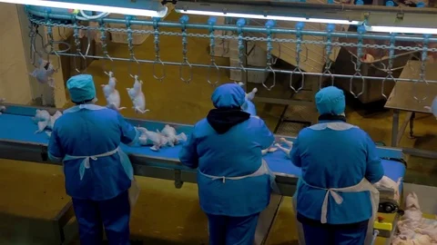 Poultry meat during production process Stock Footage 70573224