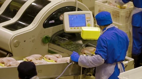 Poultry meat during production process Stock Footage 70573235
