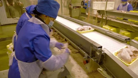 Poultry meat during production process Stock Footage 70581943