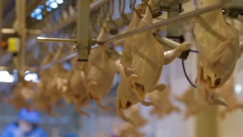 Poultry meat during production process Stock Footage 70584071