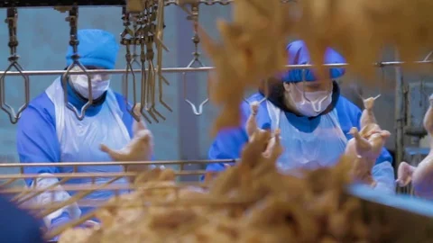 Poultry meat during production process Stock Footage 70584658