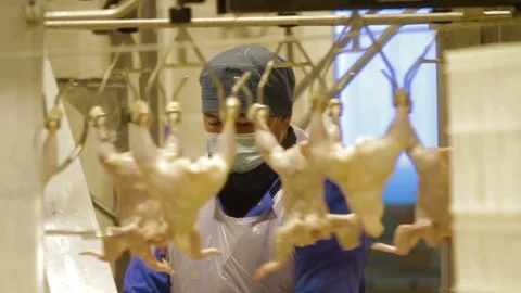 Poultry meat during production process Stock Footage 70584860