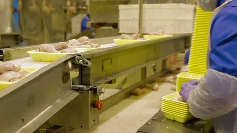 Poultry meat during production process Stock Footage 70585035