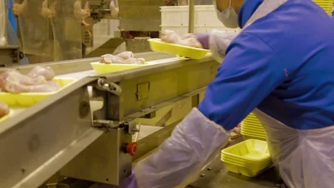 Poultry meat during production process Stock Footage 70585261