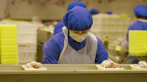 Poultry meat during production process Stock-Footage 70586213