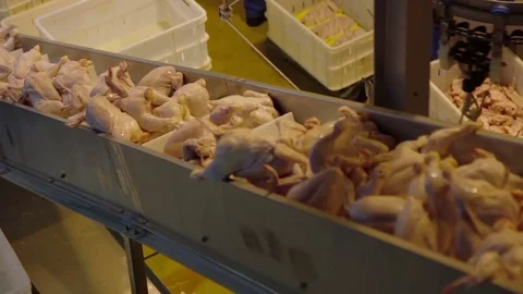 Poultry meat during production process Stock Footage 70612010