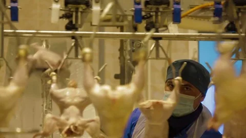 Poultry meat during production process Stock Footage 70612078