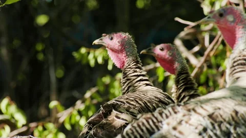 Poultry in Open Rural Field with Vegetation Video stock 336617495