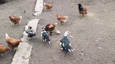 Poultry pecking grain in the yard. Stock Footage 287244328