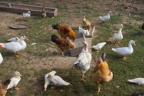 Poultry Stock Photos