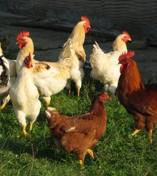 Poultry Stock Photos