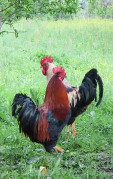 Poultry 스톡 사진