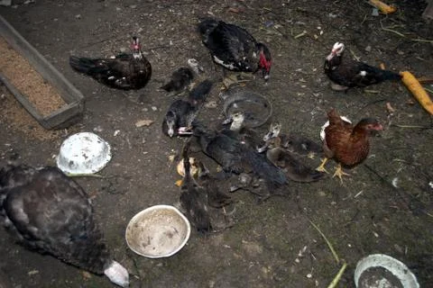 Poultry Stock Photos