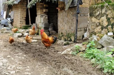 Poultry Stock Photos