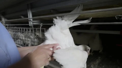 Poultry plant Worker taking out the white chicken bird to examine the feathers Stock Footage 277294019