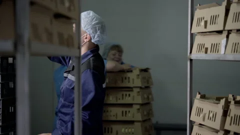 Poultry plant workers packaging the alive small chicks into the cardboard boxes Stock Footage 230734675