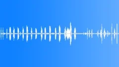 Poultry Pond Ambience - Loop Sound Effect