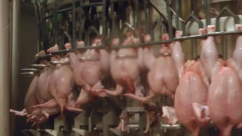 The poultry processing in food industry. Deboning chicken. Stock Footage 122626652