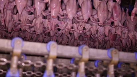 Poultry processing industry. Raw chicken meat production line. Poultry processin Video stock 73629587