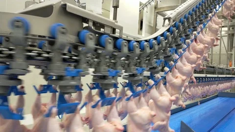 Poultry processing industry. Raw chicken meat production line. Poultry processin Stock Footage 121433438