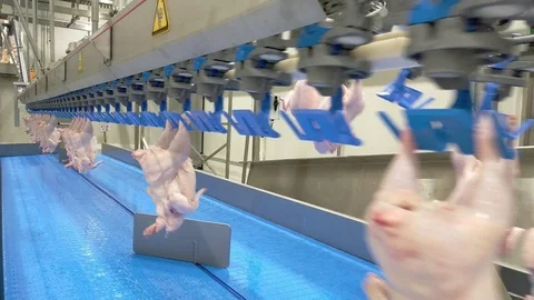 Poultry processing industry. Raw chicken meat production line. Poultry processin Stock Footage 121433449