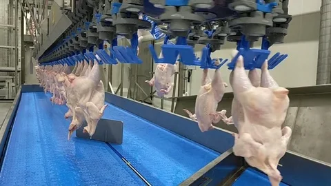 Poultry processing industry. Raw chicken meat production line. Poultry processin 库存影片 121433451